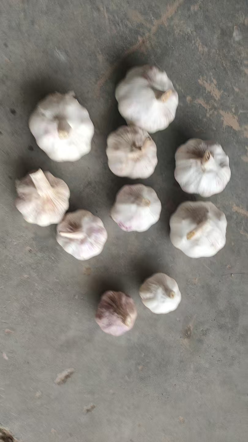 Fresh garlic bulbs