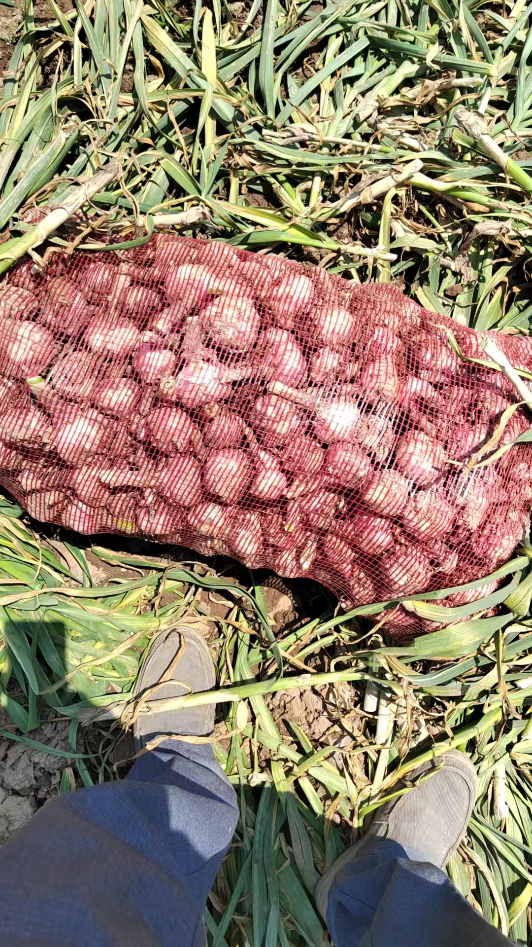 Bagged garlic after harvest in Zhongmu