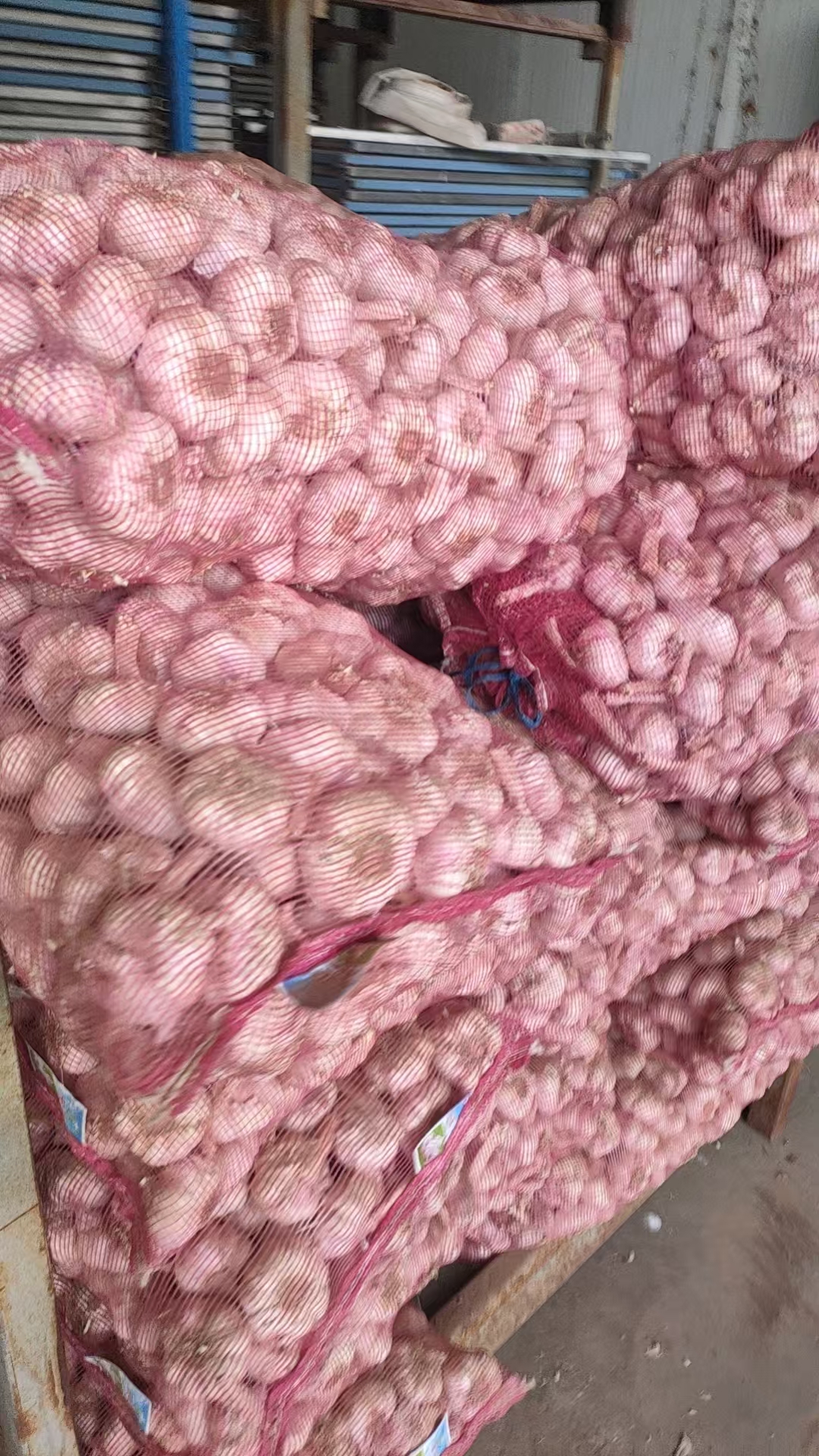 Bagged garlic in storage