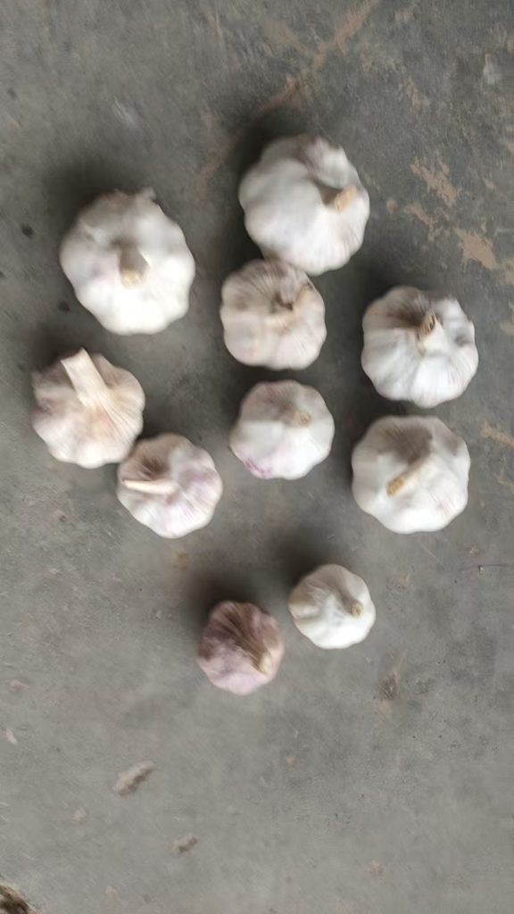 Fresh garlic bulbs